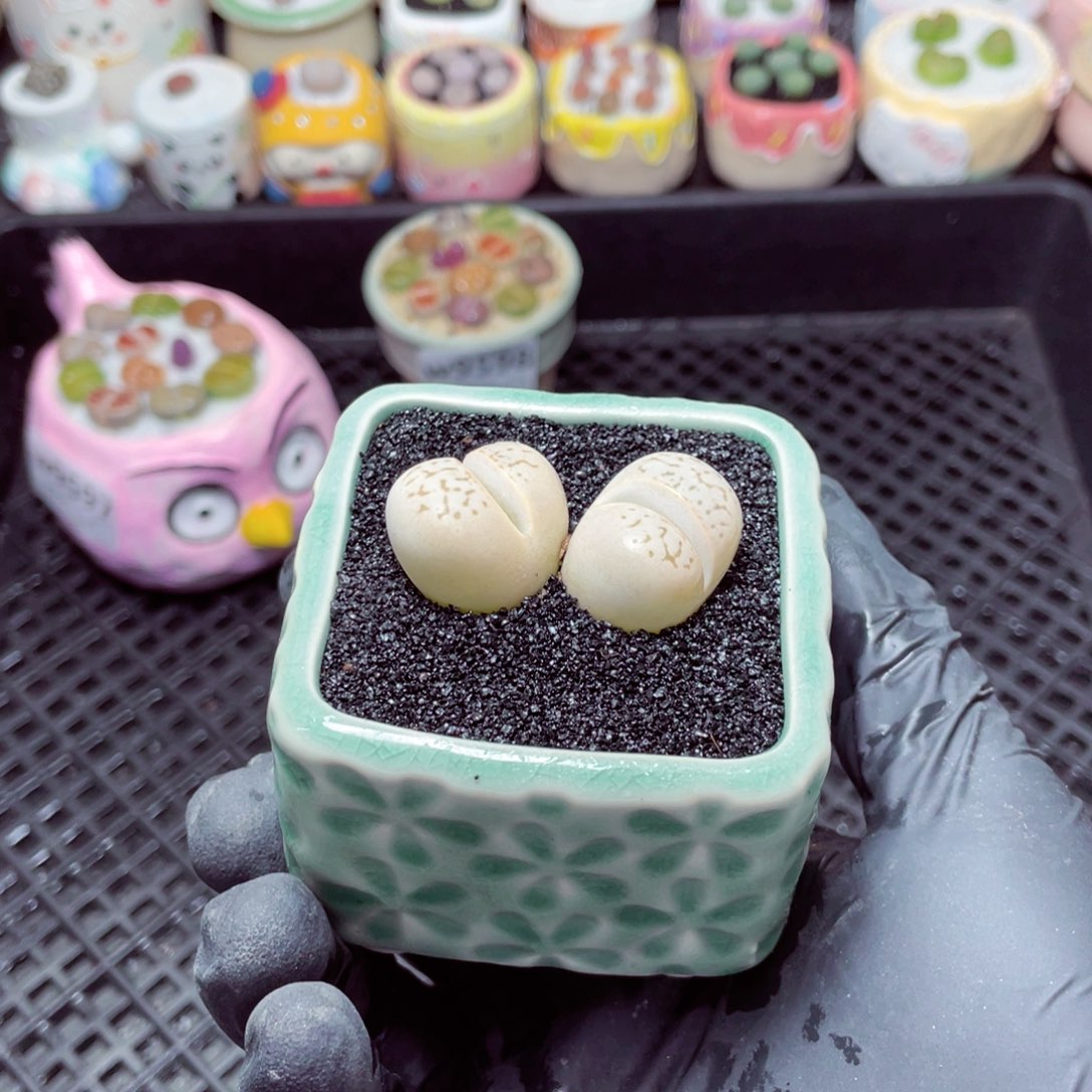 w9599--零下地区拍保温箱，-15度支持寄养