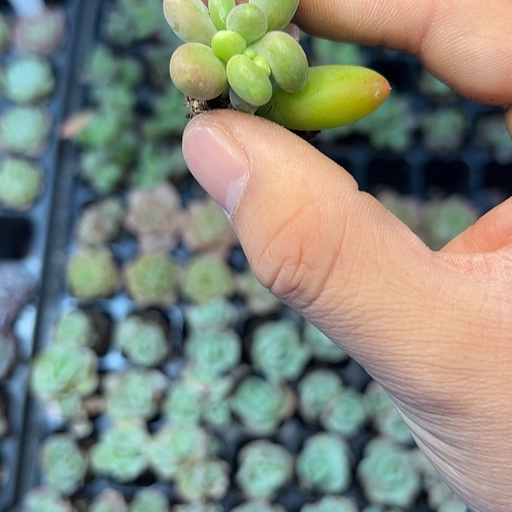 芒果奶 满10颗包邮