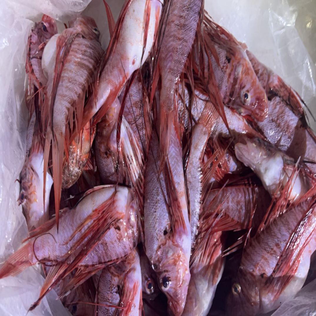 新鲜本港棕须虎顺丰冷运