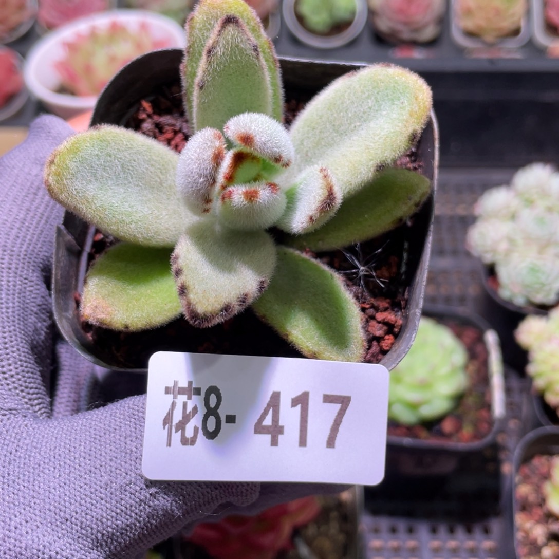 花利美8-417月兔耳