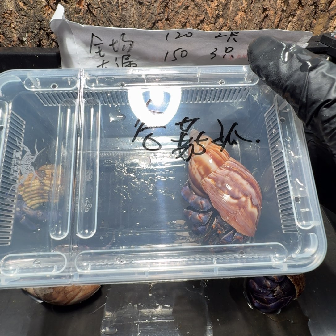 谷***孤谷300直播间挑选链接