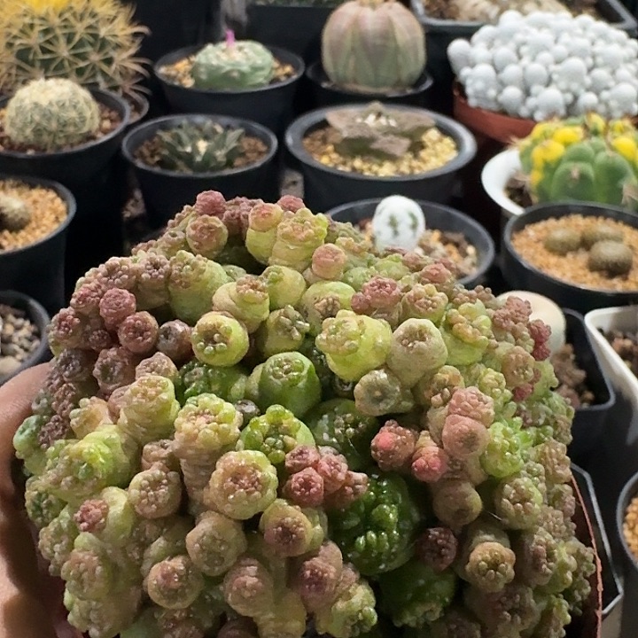 高砂一点红仙人球
