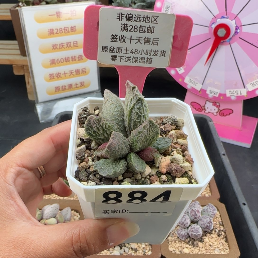 884大鱼海棠多肉植物