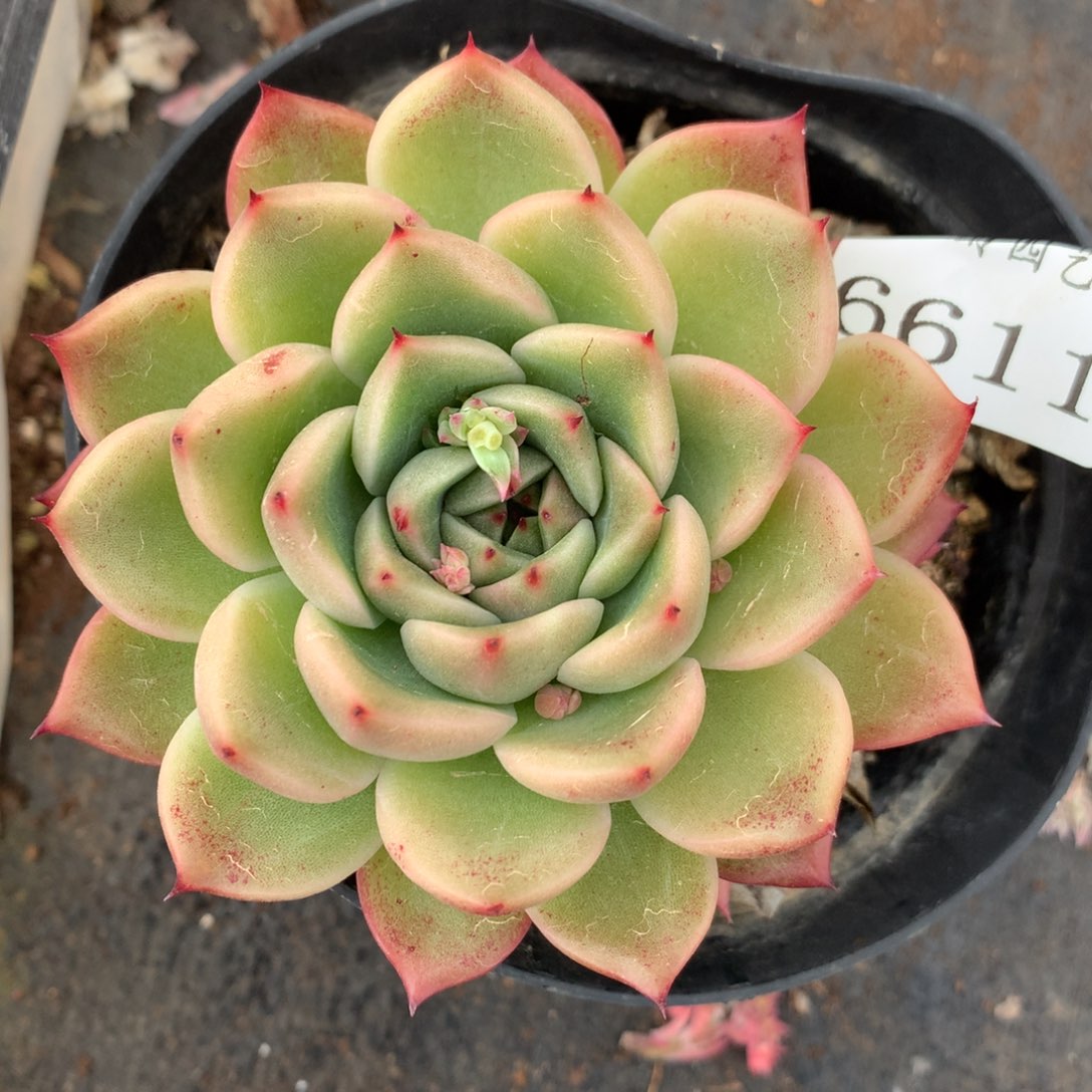 6611杂交多肉植物