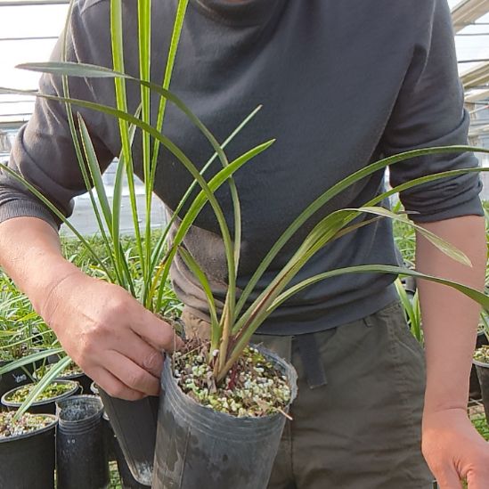 完全开放红草红荷加小金针建兰