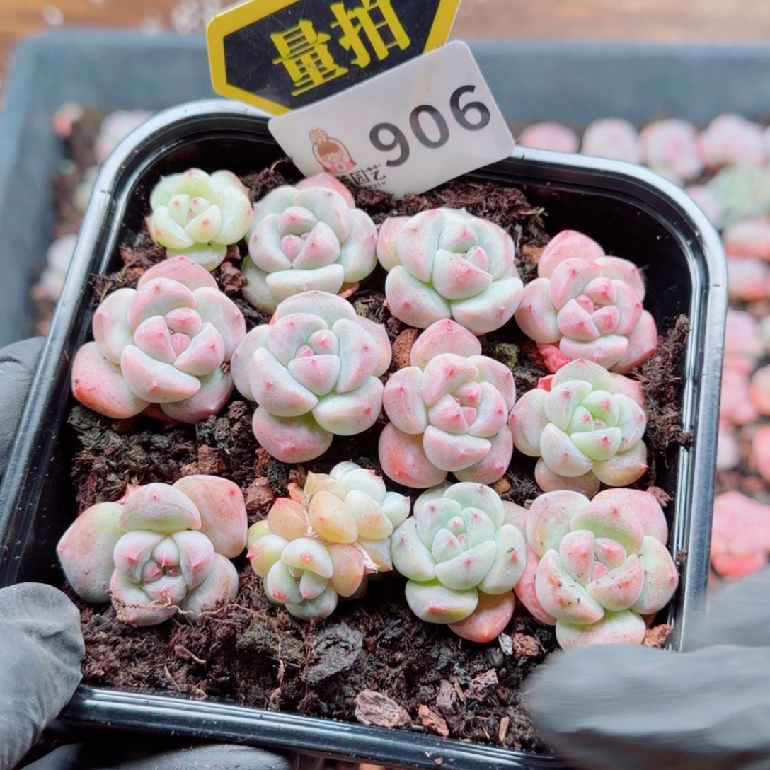多肉植物多肉植物
