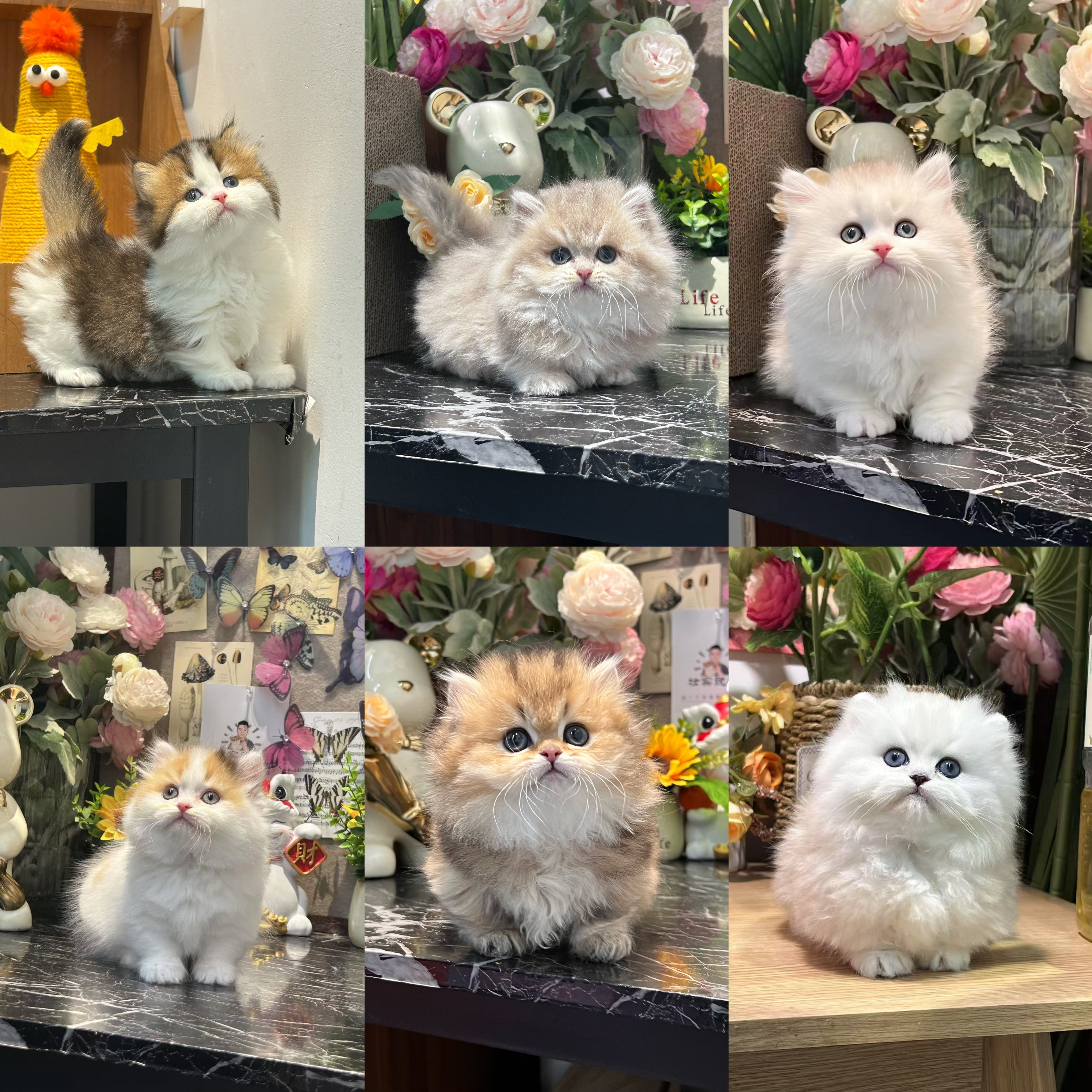 壮实说猫猫咪活体宠物彪彪专属