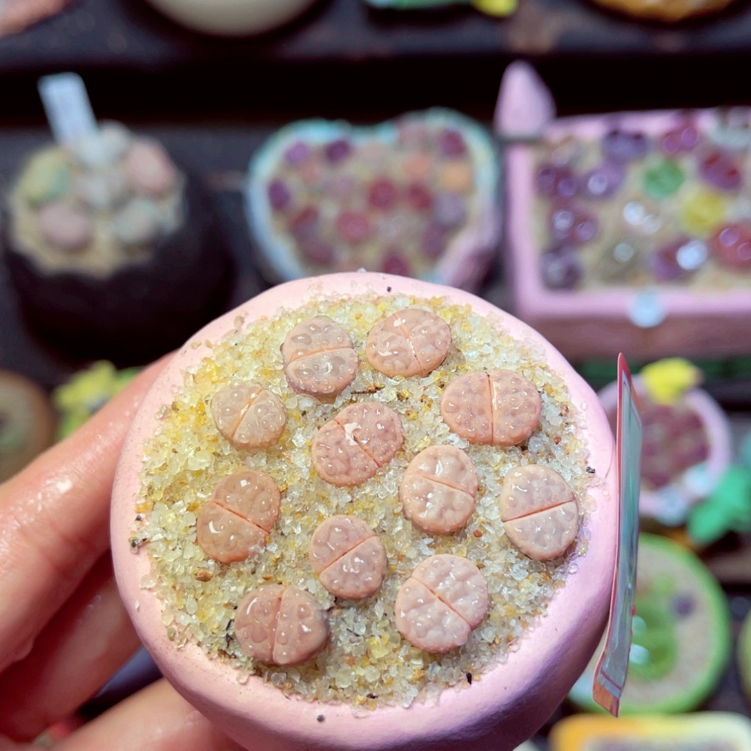 300生石花带盆发1