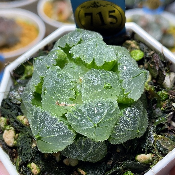715冰墩墩特选福利
