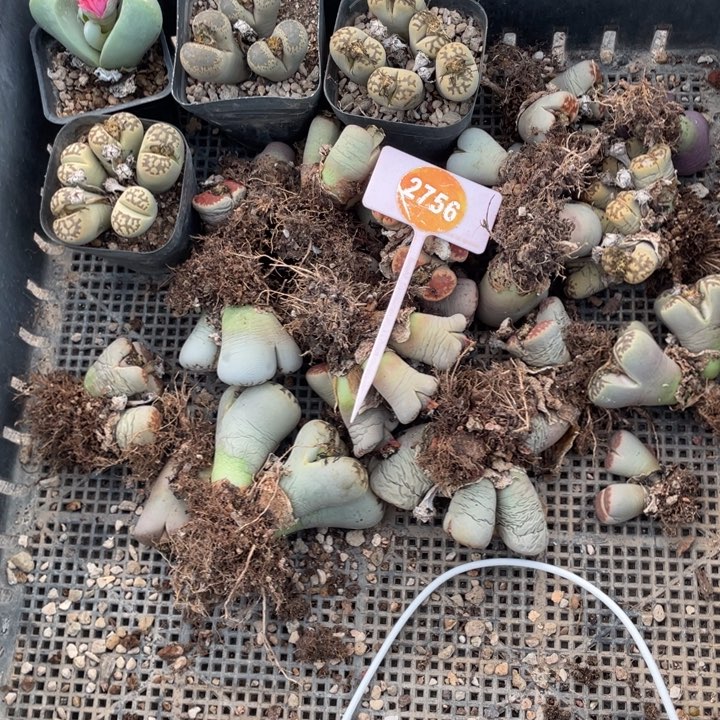 是***。生石花一筐275600000