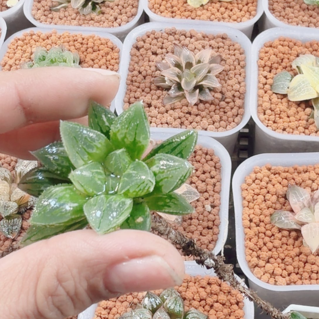 x***∧无花朵十二卷氷砂糖锦裸根