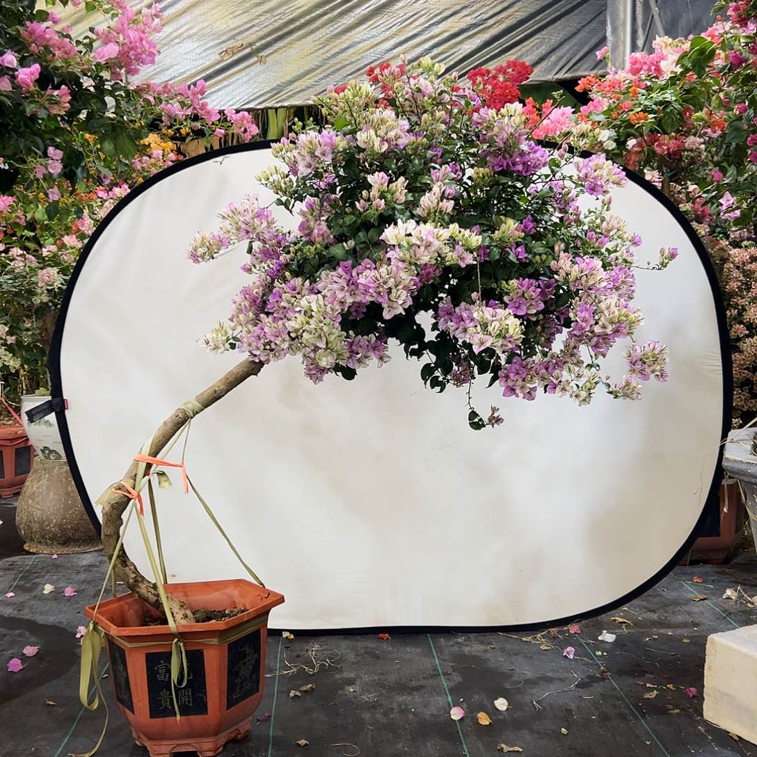 小***希完全开放三22222222