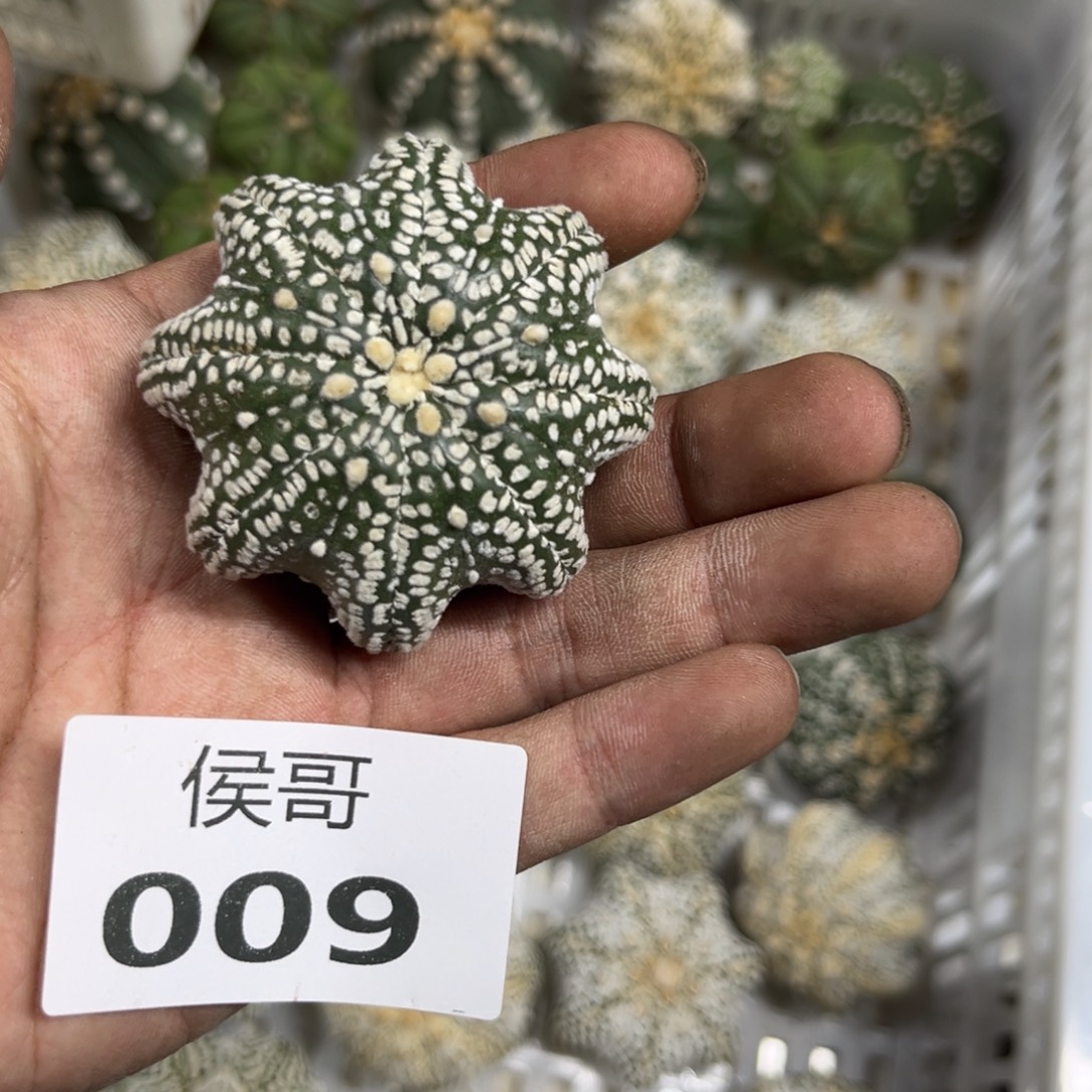 颜***9 号十一月二十号多肉植物