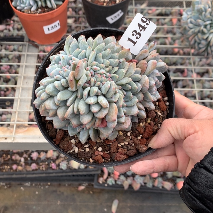 冰***雨1349缀嗯嗯嗯嗯嗯嗯好喜欢