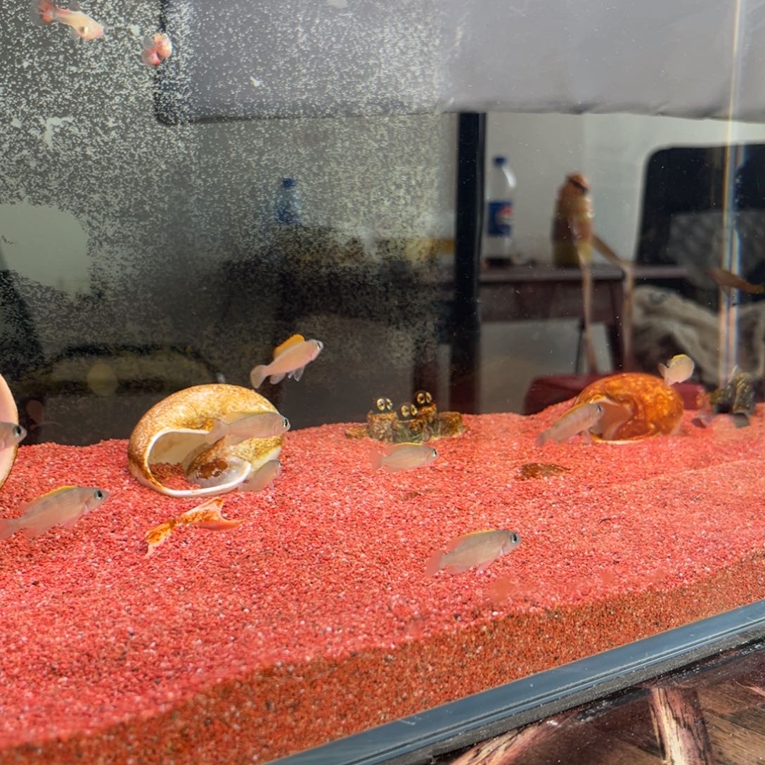 慈鲷鱼三湖慈鲷鱼黄帆天堂鸟