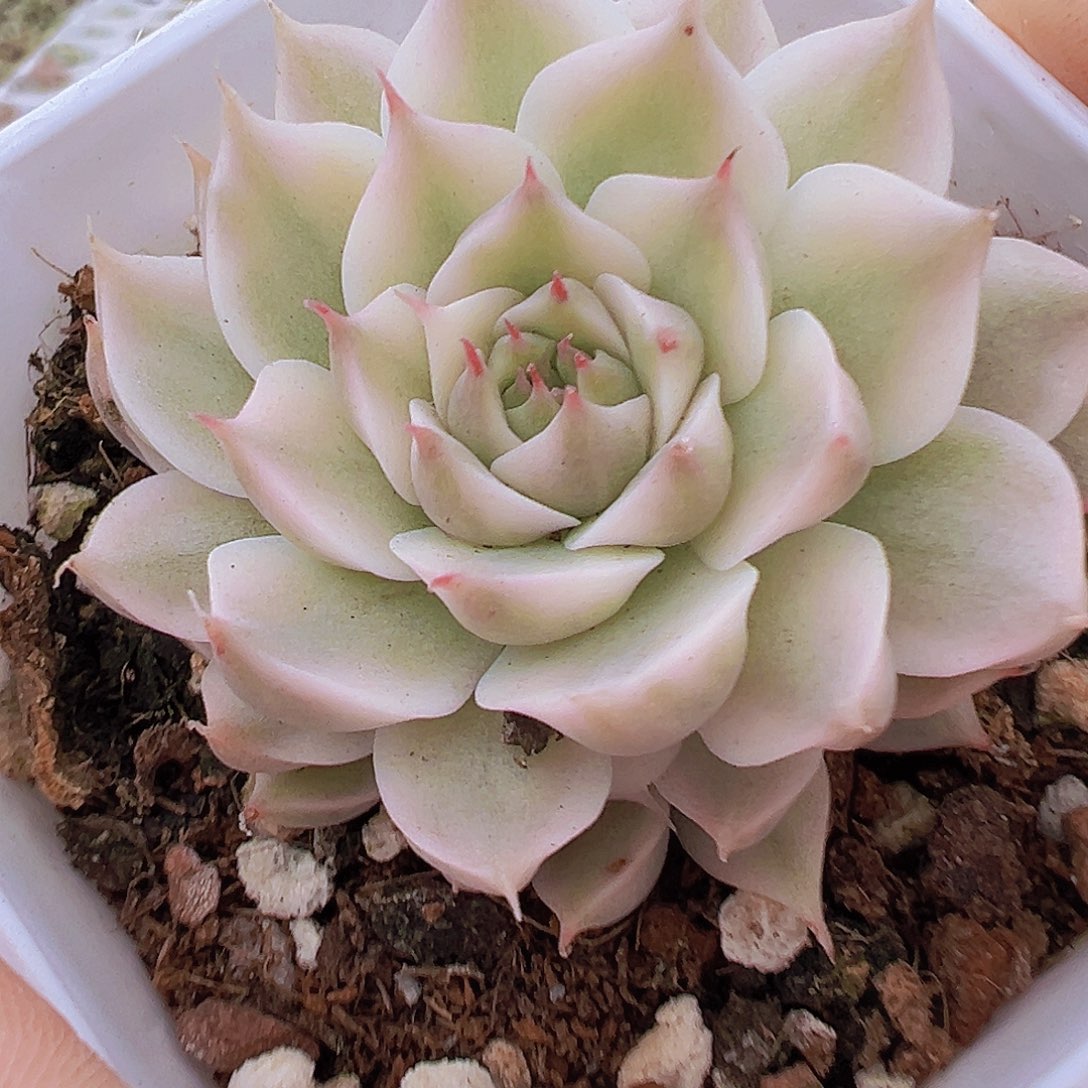 玛格丽特锦19包邮多肉