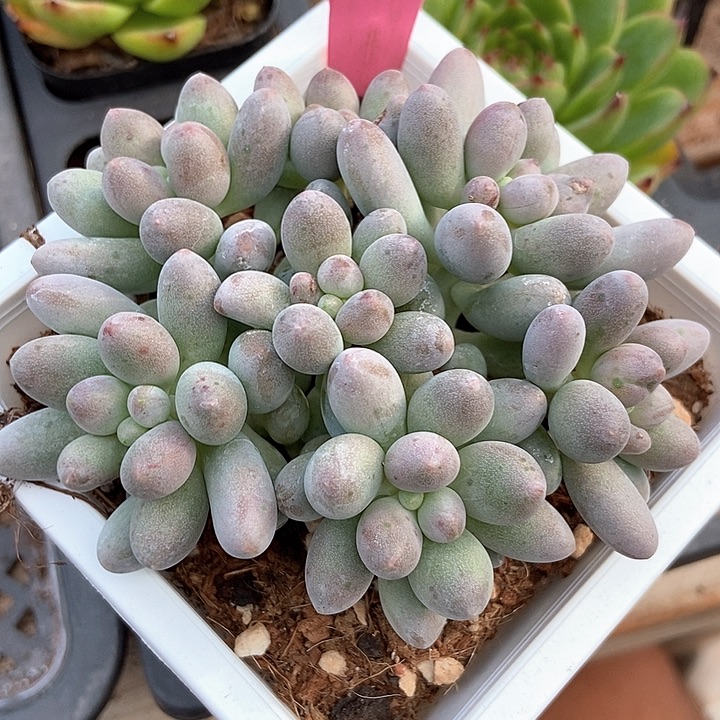 多肉植物樱花奶3012