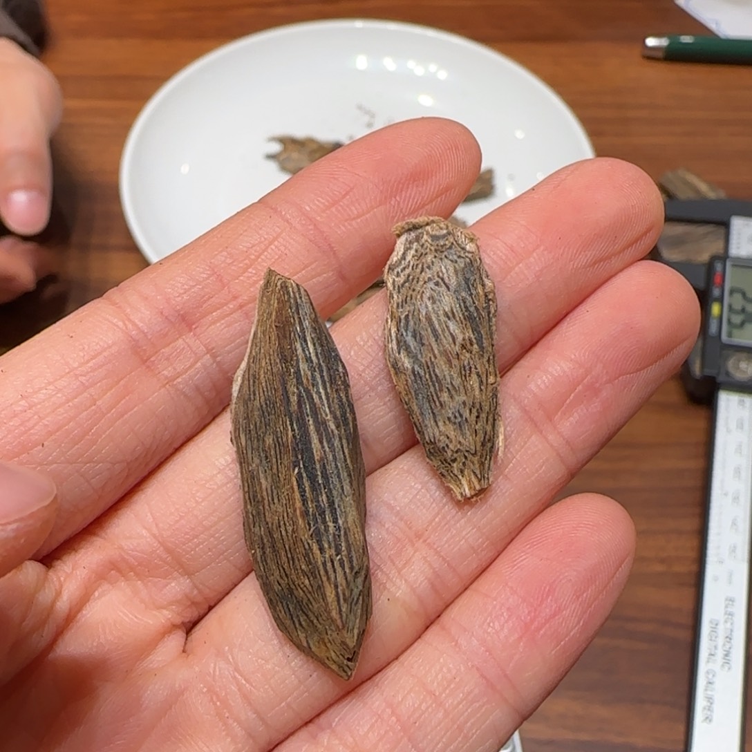 沉香碎屑沉香奇楠虎斑棋瓜子料1.5克