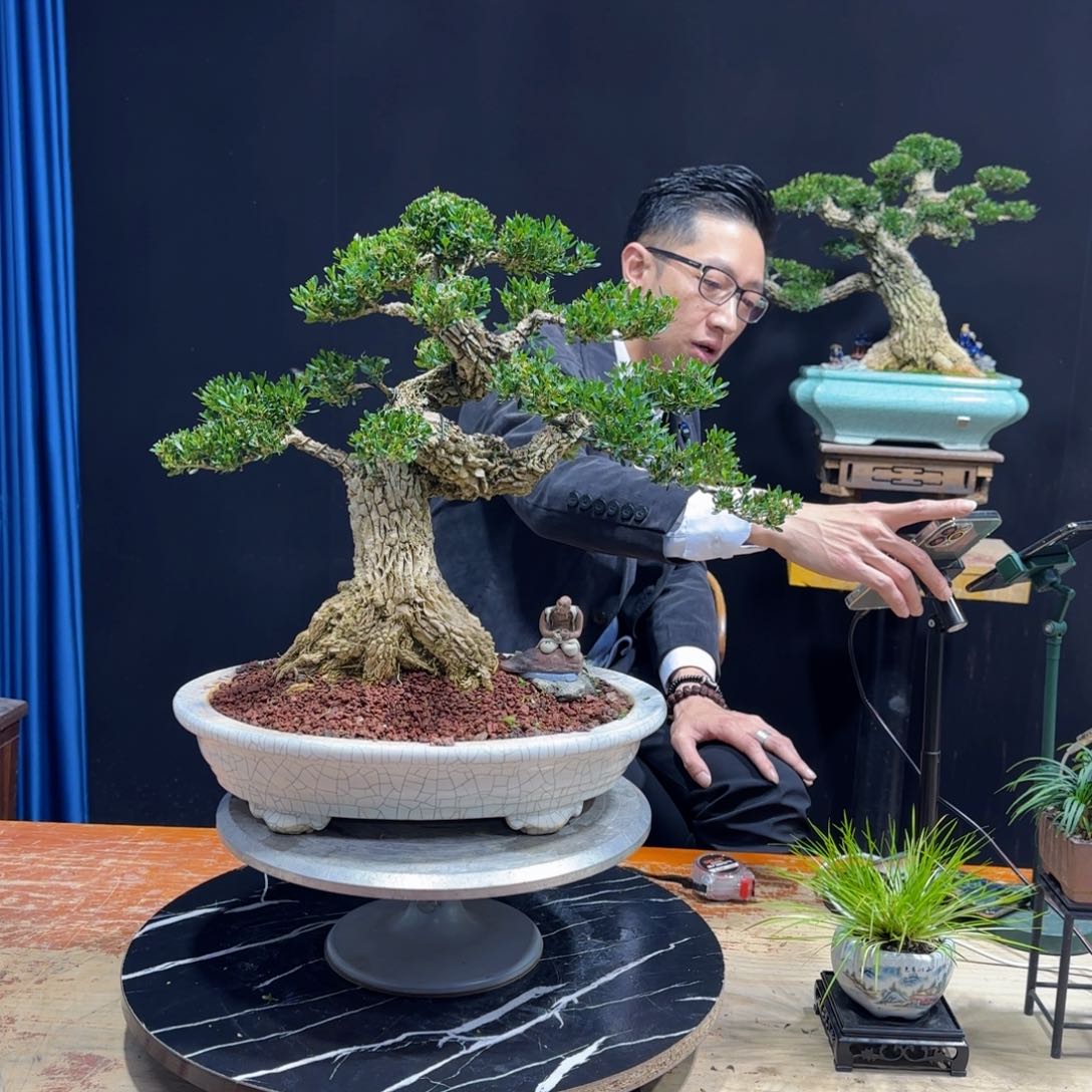 黄杨室内室外盆景艺术