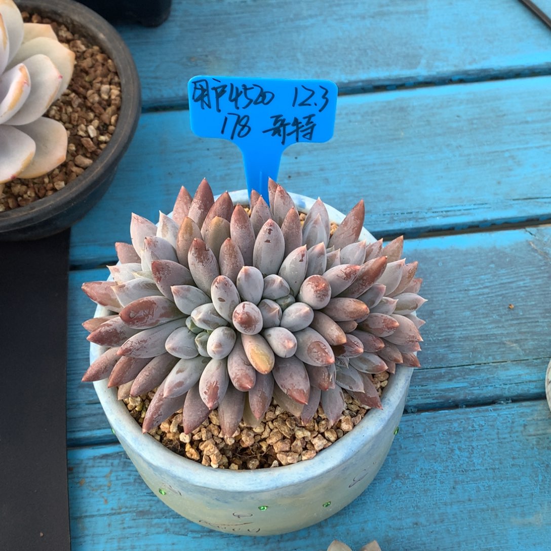 用***0我们家的小仙女们