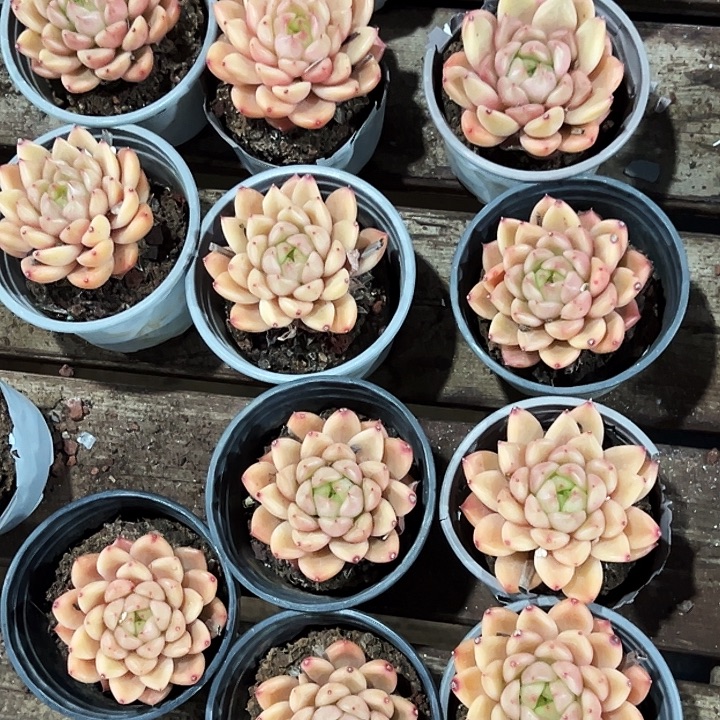 团080号。  单头星空珍妮