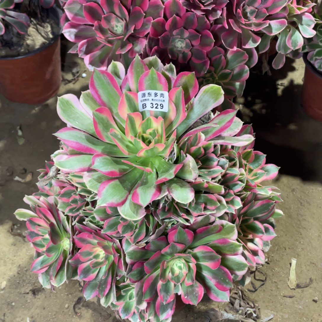 329青苹果多肉法师断枝不包