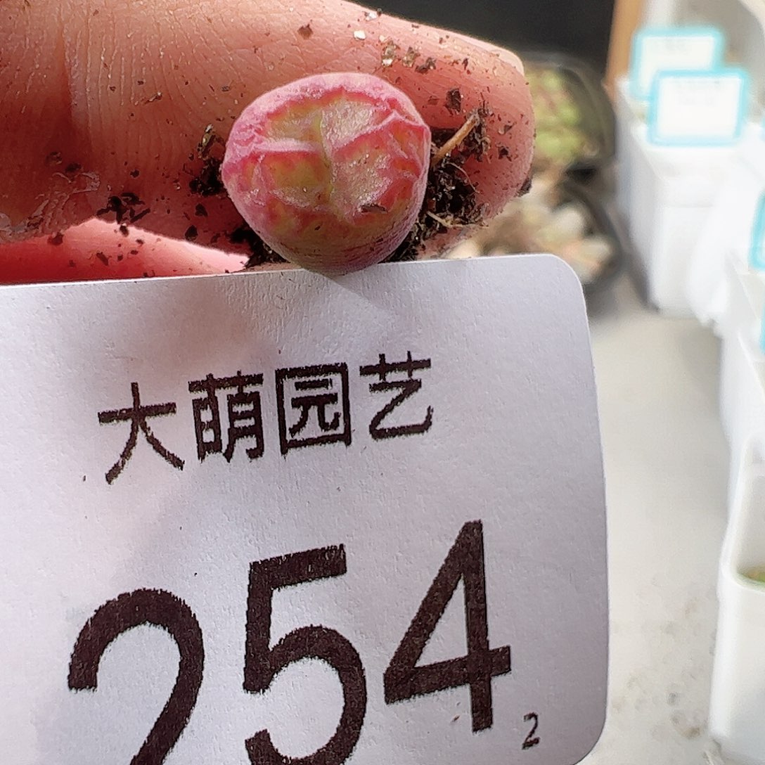 0000254 一物一拍……