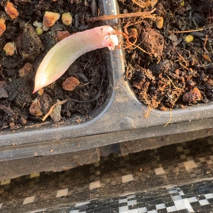 金蝉一物一拍多肉247