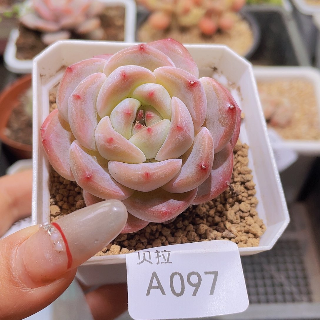 a97 精品多肉一物一拍