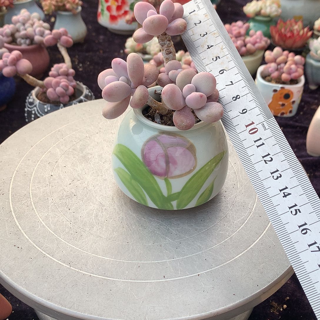 60号带盆偏远地区不包邮的