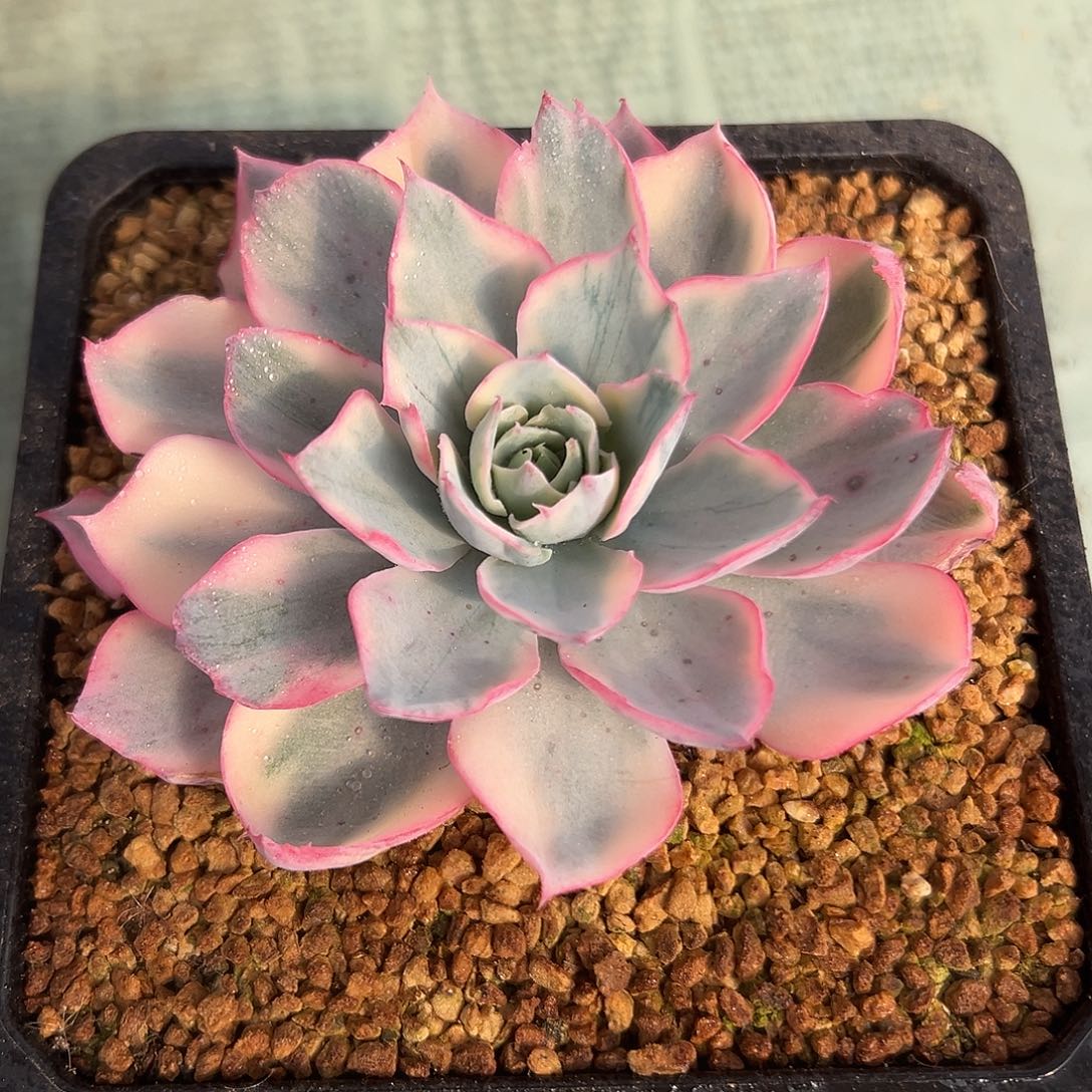 阿美星锦一物一拍