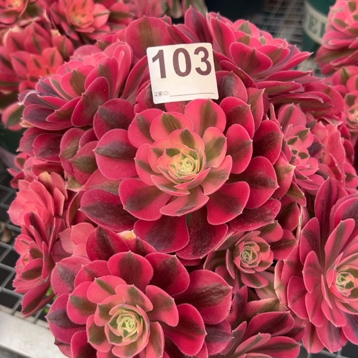 103女巫23厘米左右