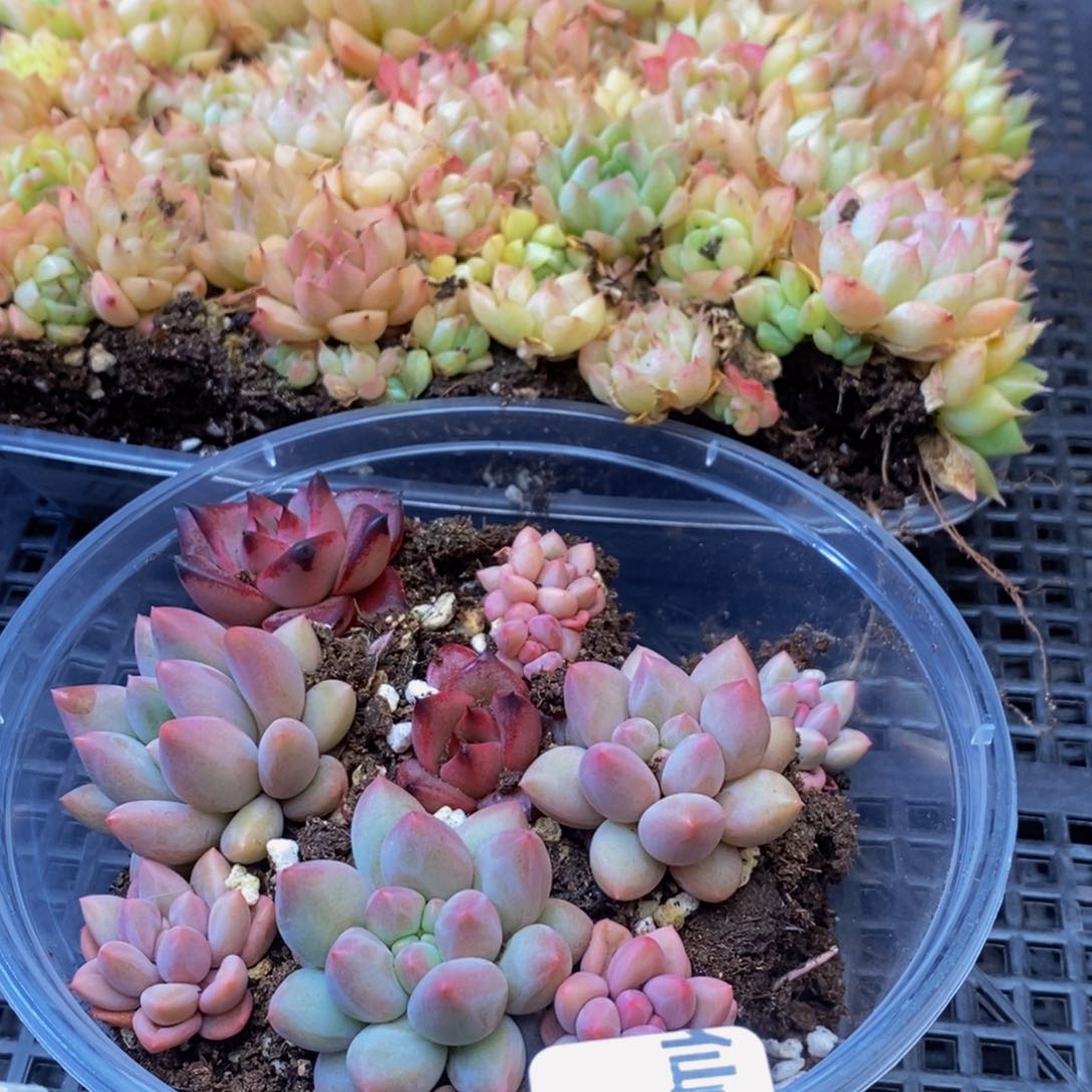 134多肉酱面膜祛痘去黑头方法。