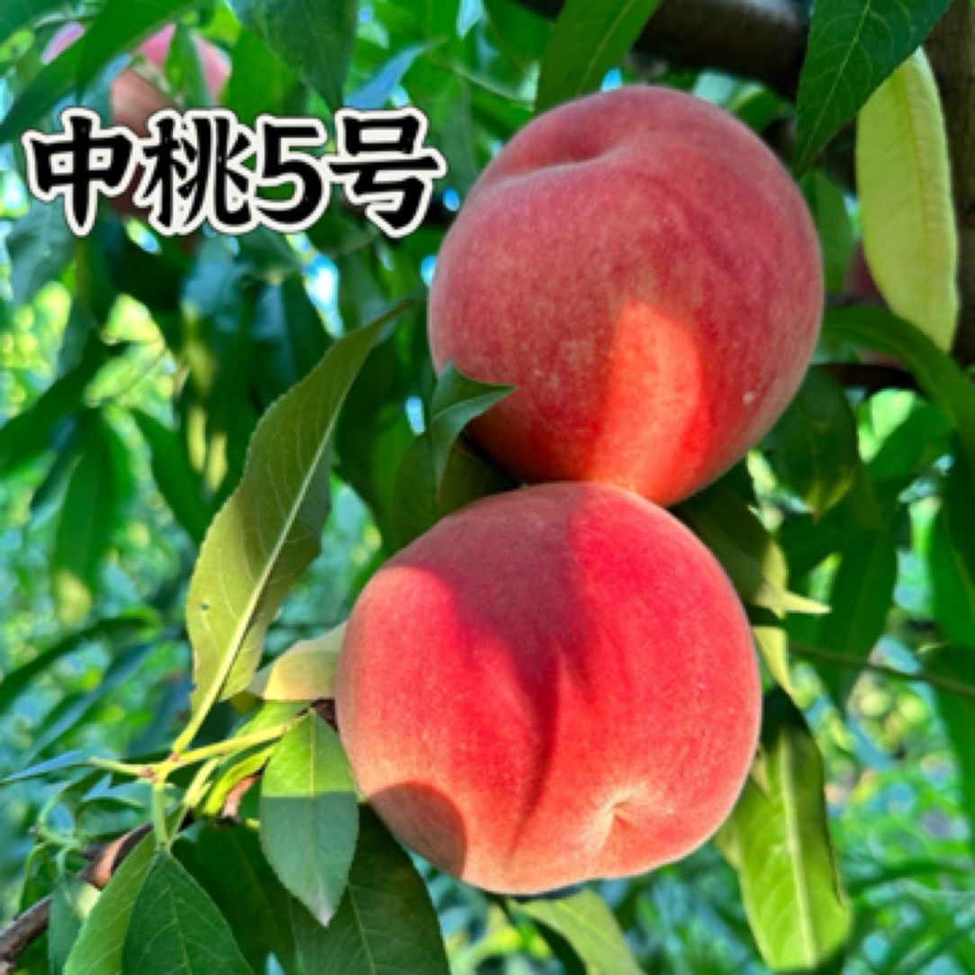 黄金风桃苗 突围 新世纪桃苗 白桃油桃 蟠桃中桃9号锦绣黄桃48