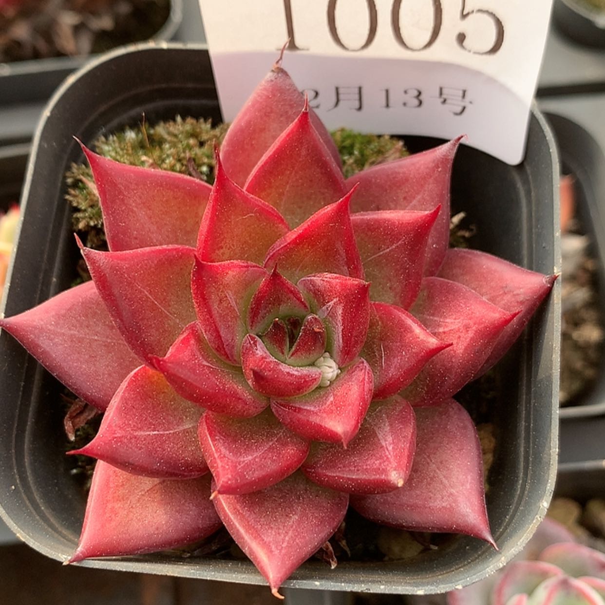 【闪购商品】云1005