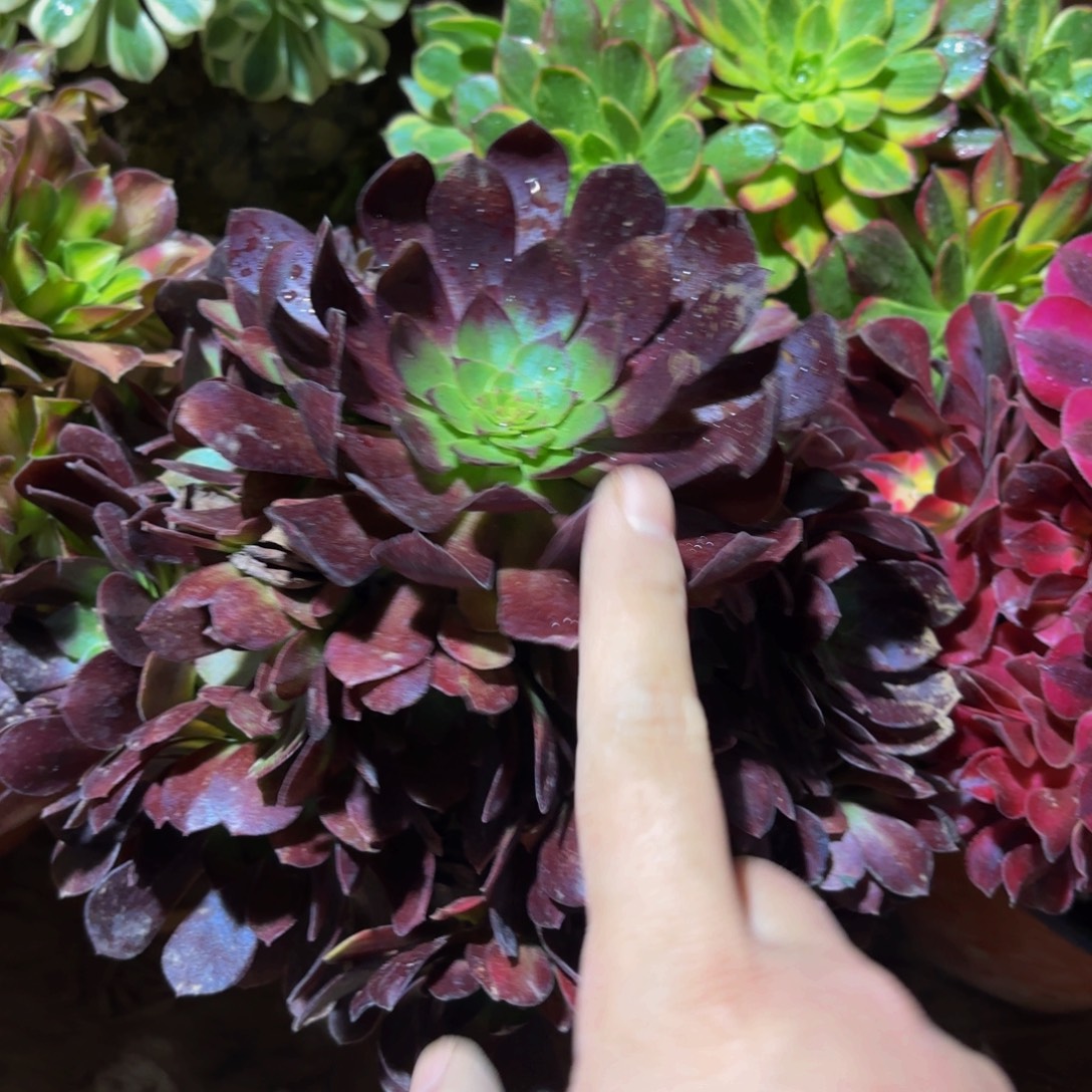 黑玫瑰9.9法师木质田庄