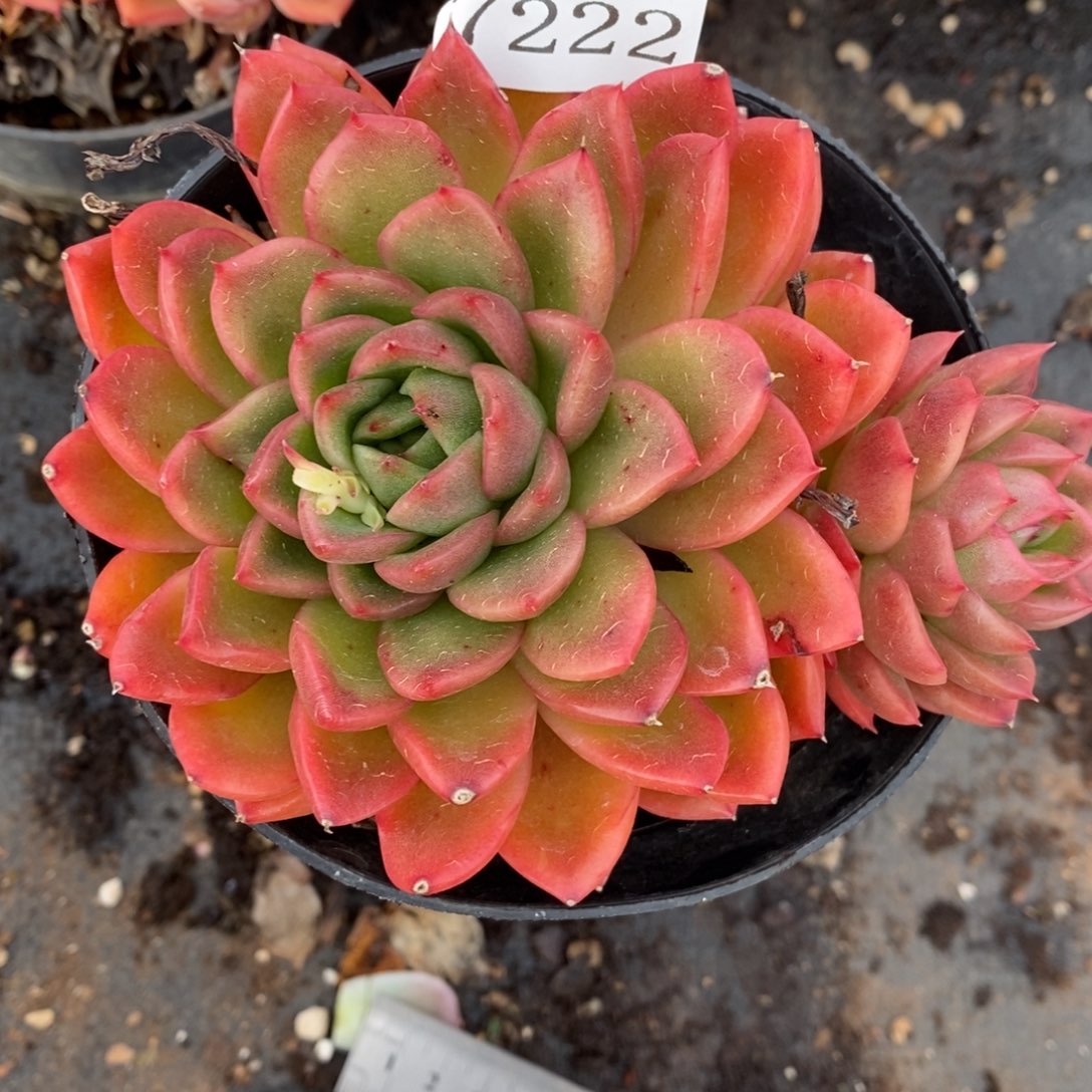 7222杂交多肉老桩