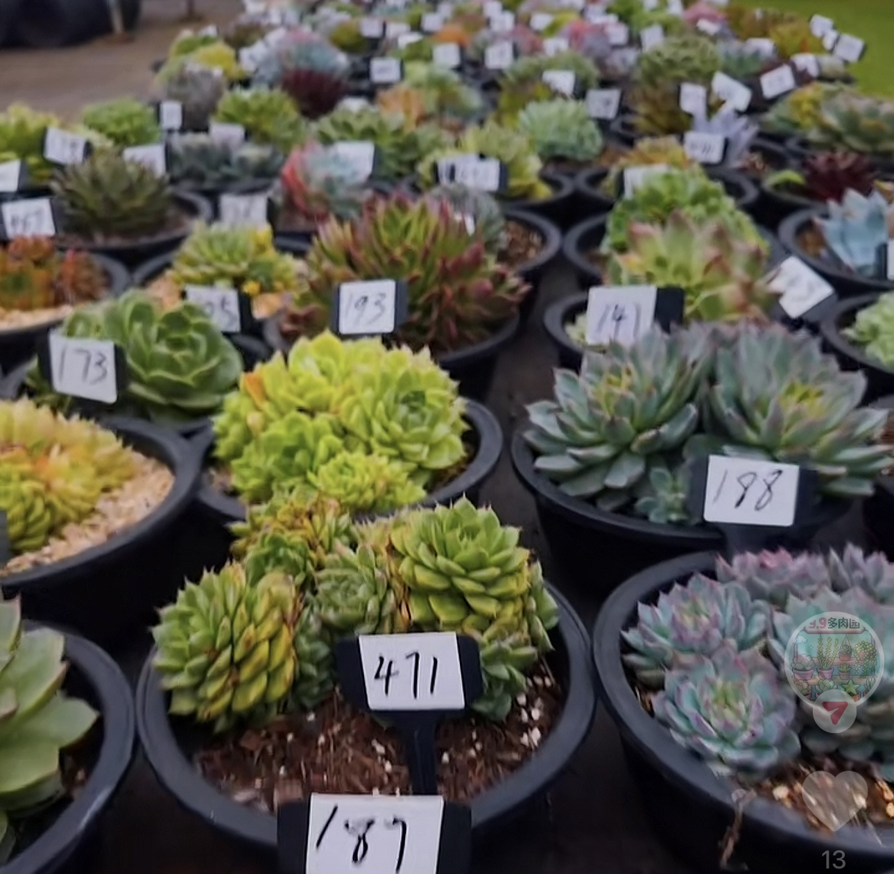 东云系多肉年终福利(1-200)