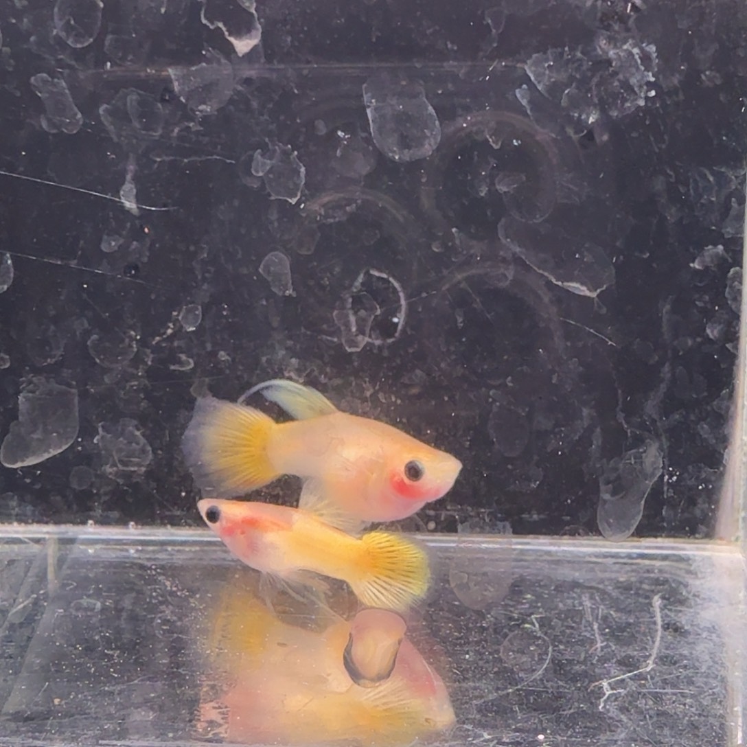 孔雀鱼黄金玻璃猫缎带1对