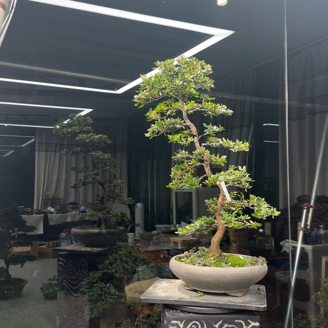 玉***树无花朵花卉苗木0514