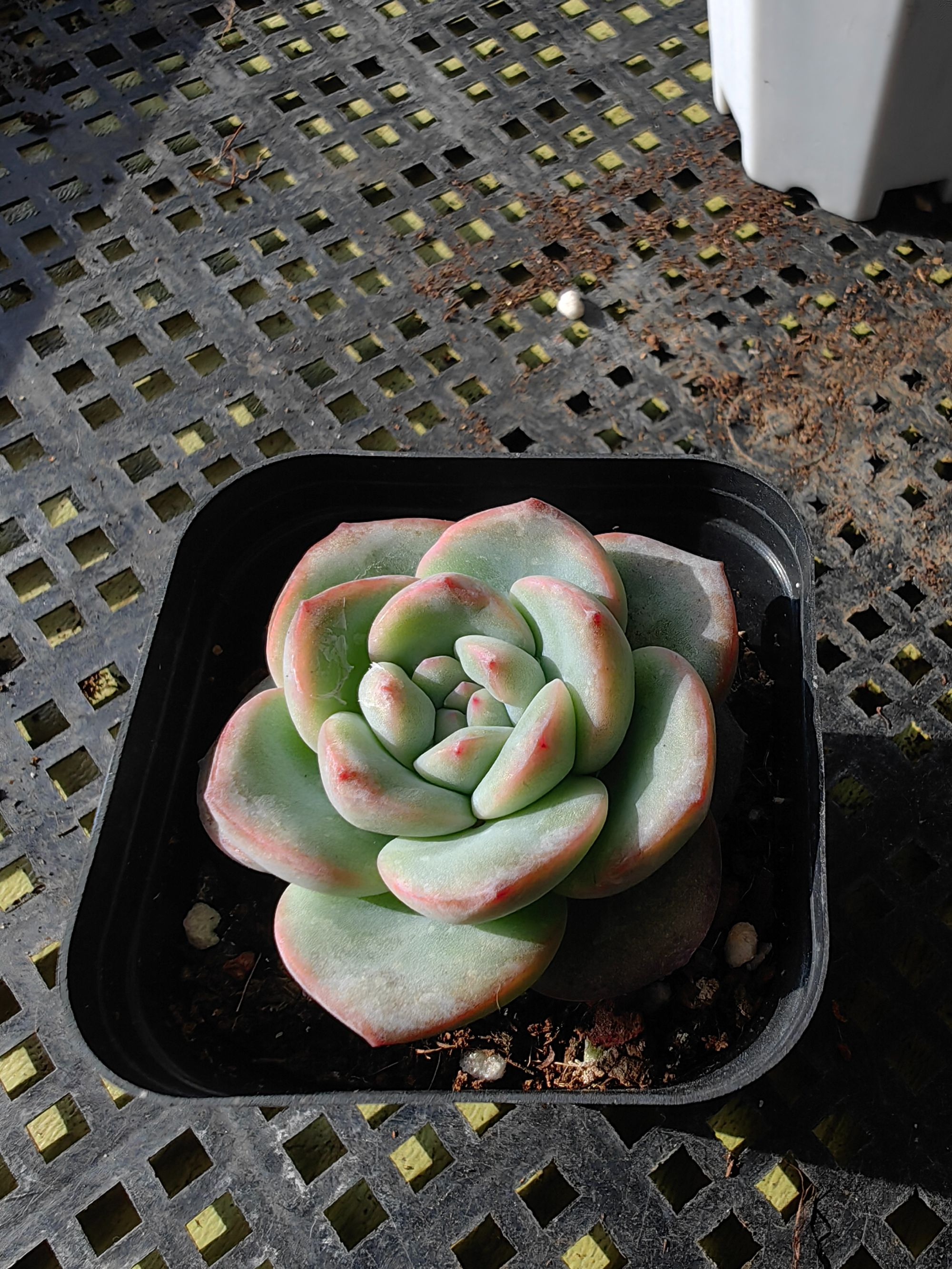 泡芙多肉植物单双头带盆土多肉室内好养精品多肉（直播间展示为准）