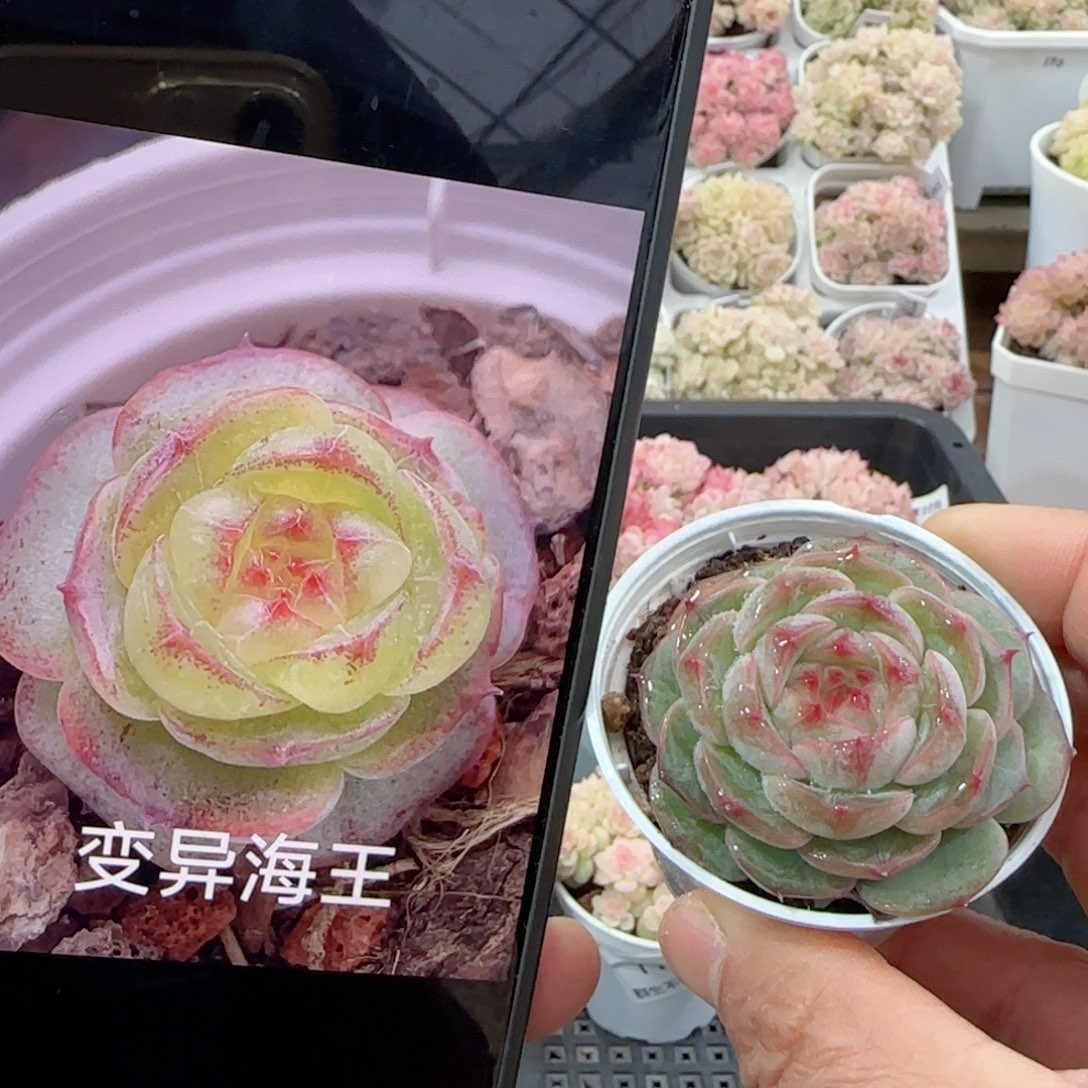 【闪购商品】0203-12变异海王