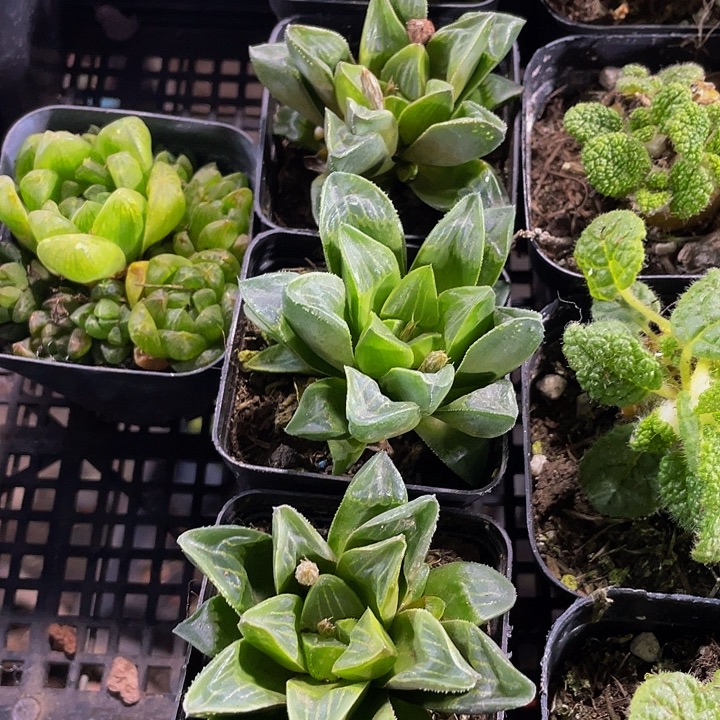 姬寿2.8带盆土发货