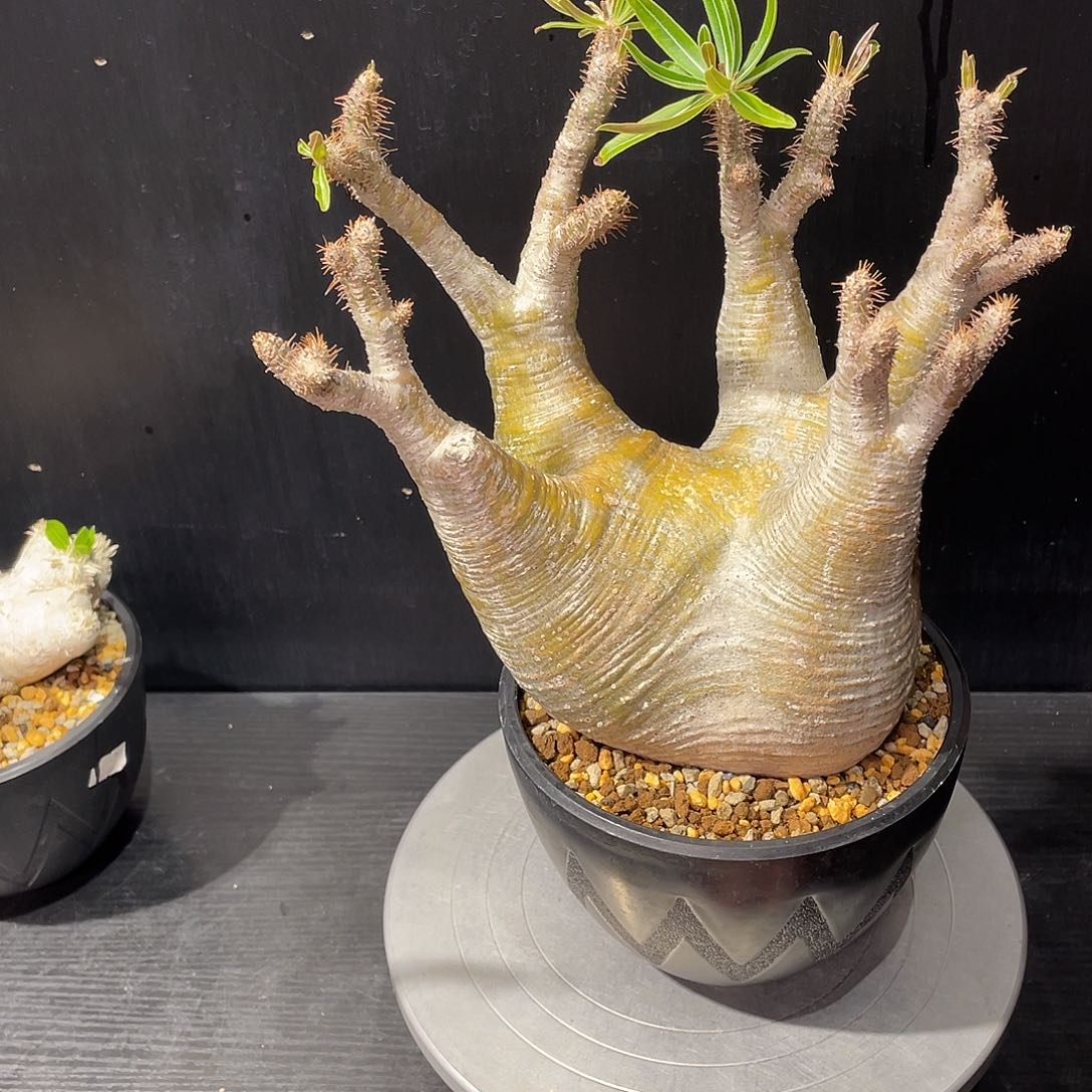 象牙宫带盆包邮发