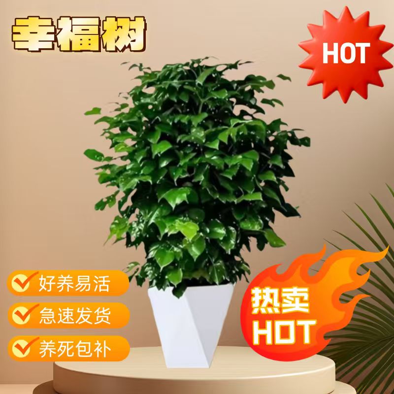 {70-80cm}不砍根丛生幸福树室内绿植净化空气四季常青净化空气W