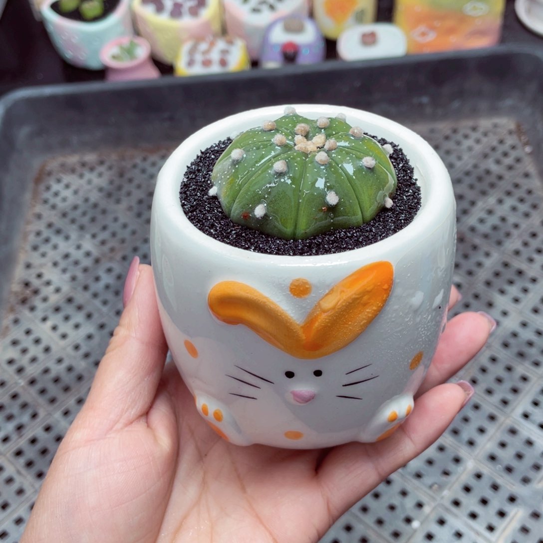 w6269 -零下地区拍保温箱-15支持寄养