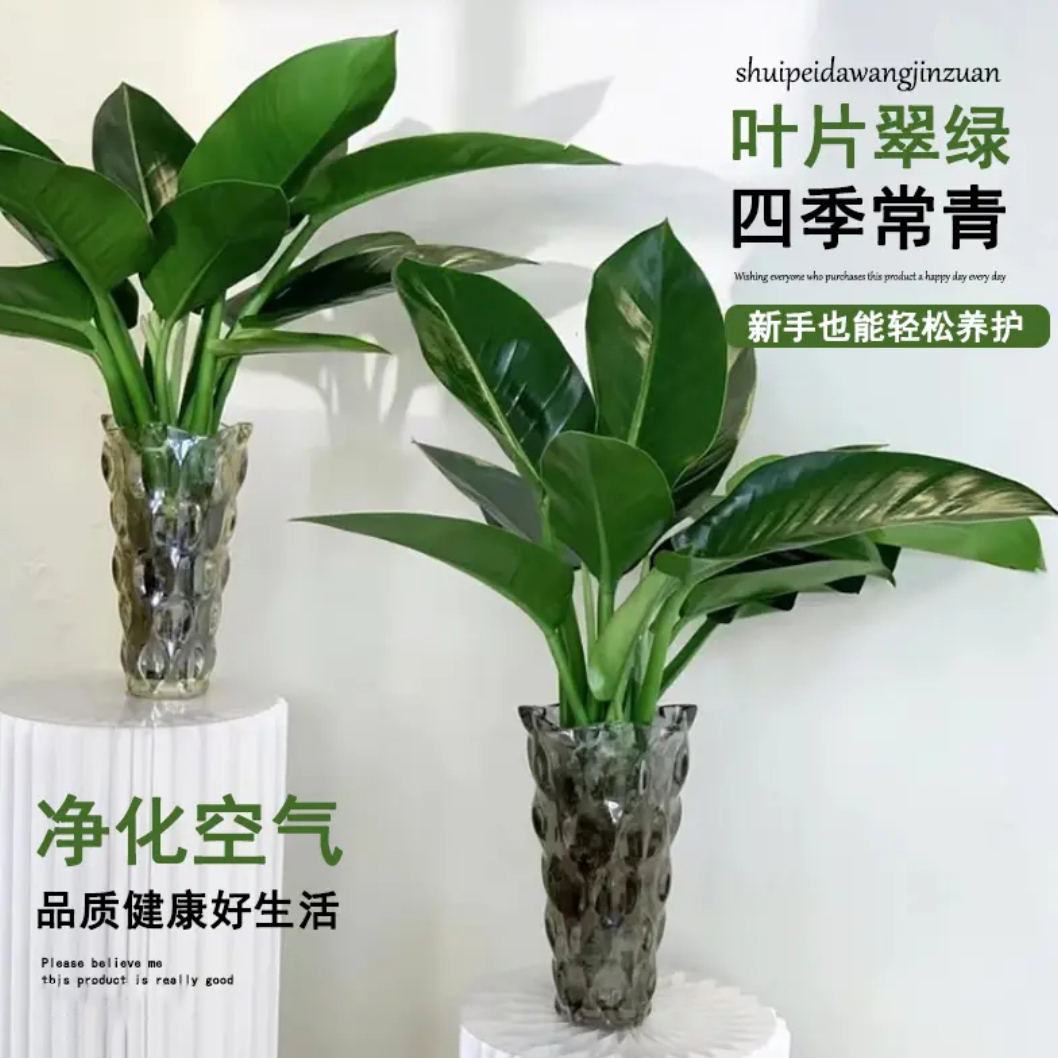 大叶金钻绿公主水土培绿植吸甲醛室内桌面美化好养观叶植物盆栽