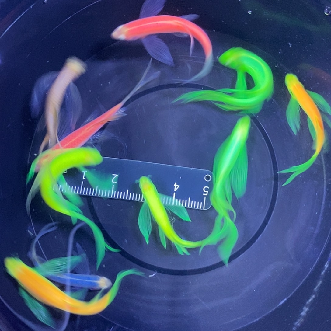 斑马鱼蝶翼斑马3-4厘米练手鱼微瑕疵10条