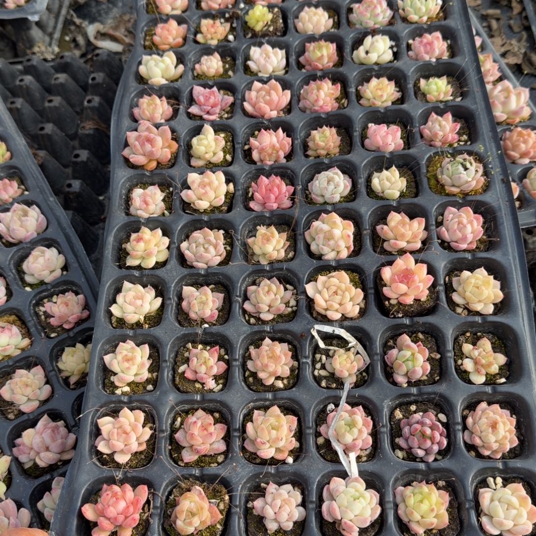 微选育珍妮一盘小喵量拍发货12-8