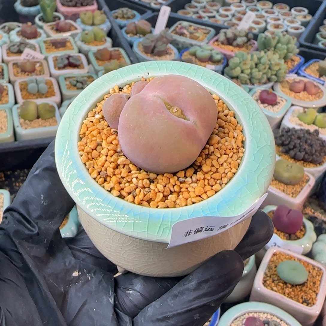 3828-一物一拍 带盆 1801.1